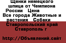 Щенки немецкого шпица от Чемпиона России › Цена ­ 50 000 - Все города Животные и растения » Собаки   . Ставропольский край,Ставрополь г.